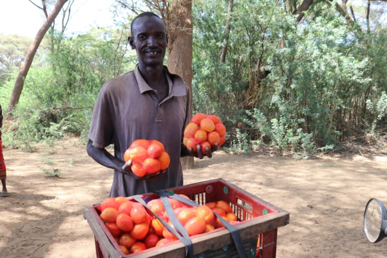 Farmer strikes gold in tomato farming